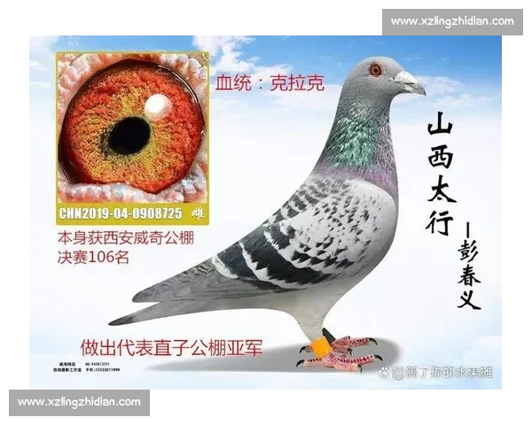 信鸽比赛奖金的金额范围与不同赛事类型和赛程的影响分析