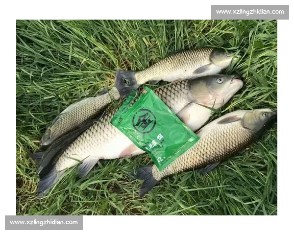 全国钓鱼爱好者赛事信息查询与参赛指南全攻略 全国钓鱼爱好者赛事信息查询与参赛指南全攻略